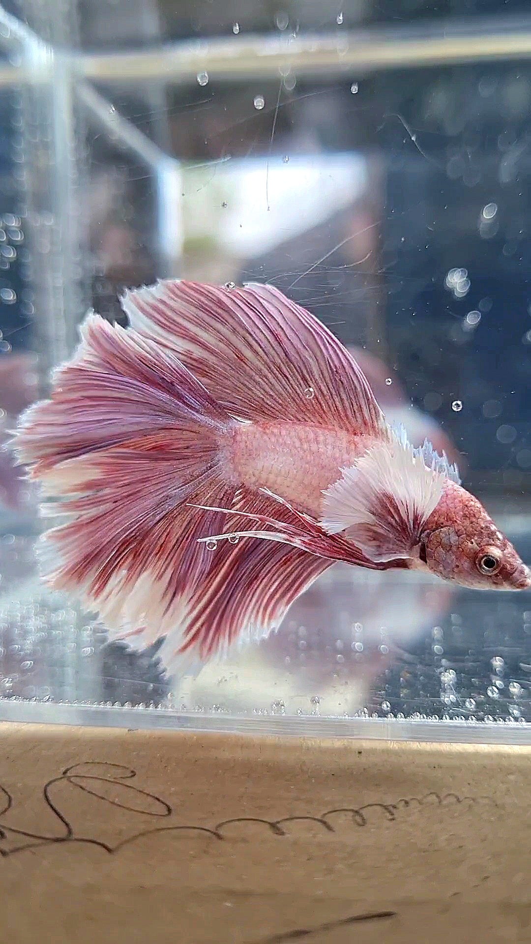 HALFMOON DOUBLE TAIL DUMBO EAR ROSEGOLD BETTA FISH