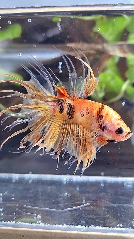 CROWNTAIL YELLOW KOI TIGER MULTICOLOR ORANGE BETTA FISH