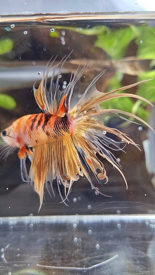 CROWNTAIL YELLOW KOI TIGER MULTICOLOR ORANGE BETTA FISH