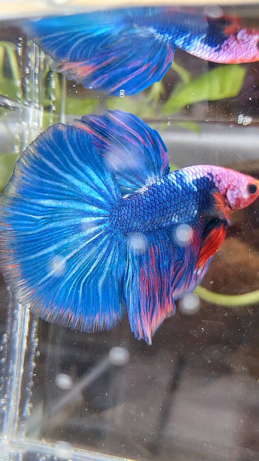 HALFMOON ROSETAIL PINK MASKING BLUE FANCY BETTA FISH