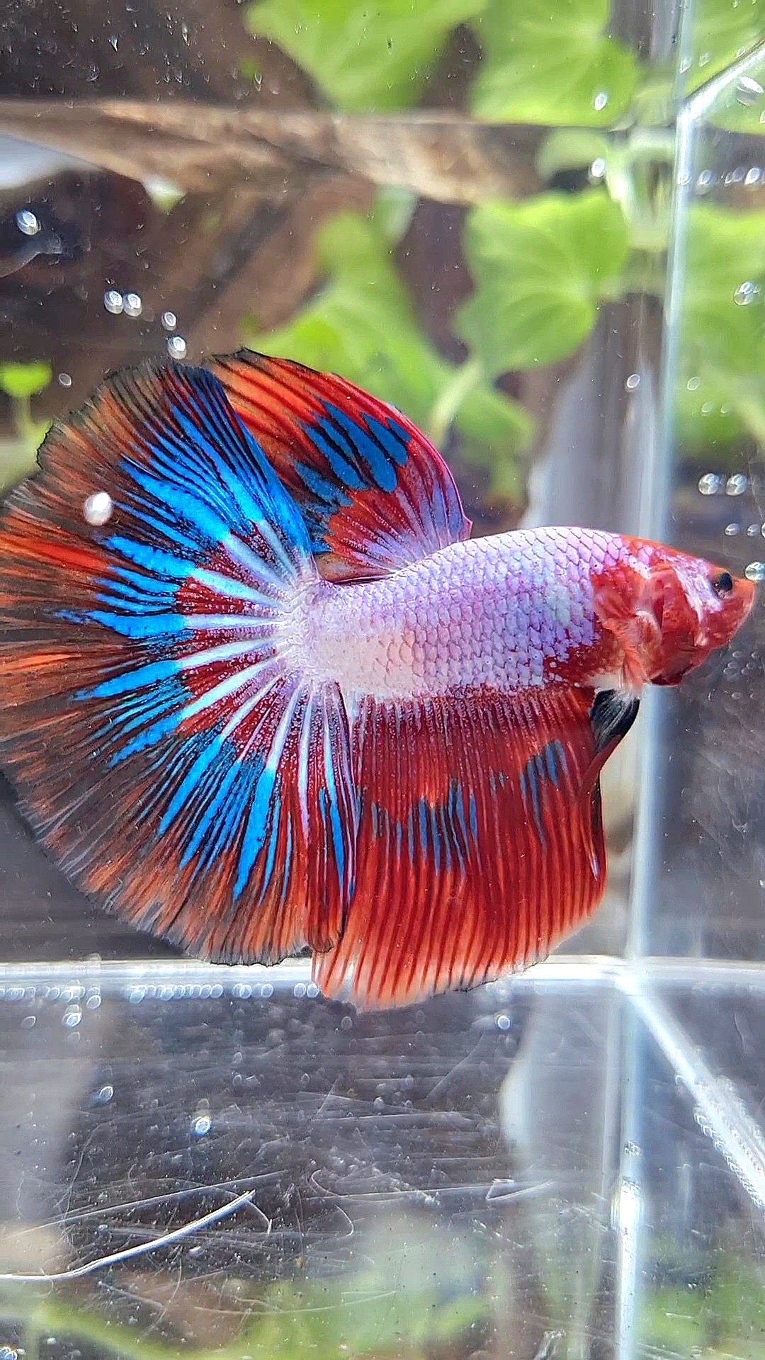 HALFMOON RED PURPLE BLUE PATTERN FANCY RIM BETTA FISH