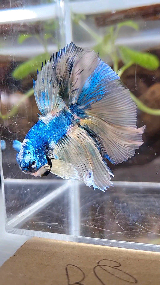 HALFMOON ROSETAIL YELLOW FANCY BLUE MARBLE MULTICOLOR BETTA FISH minus warts