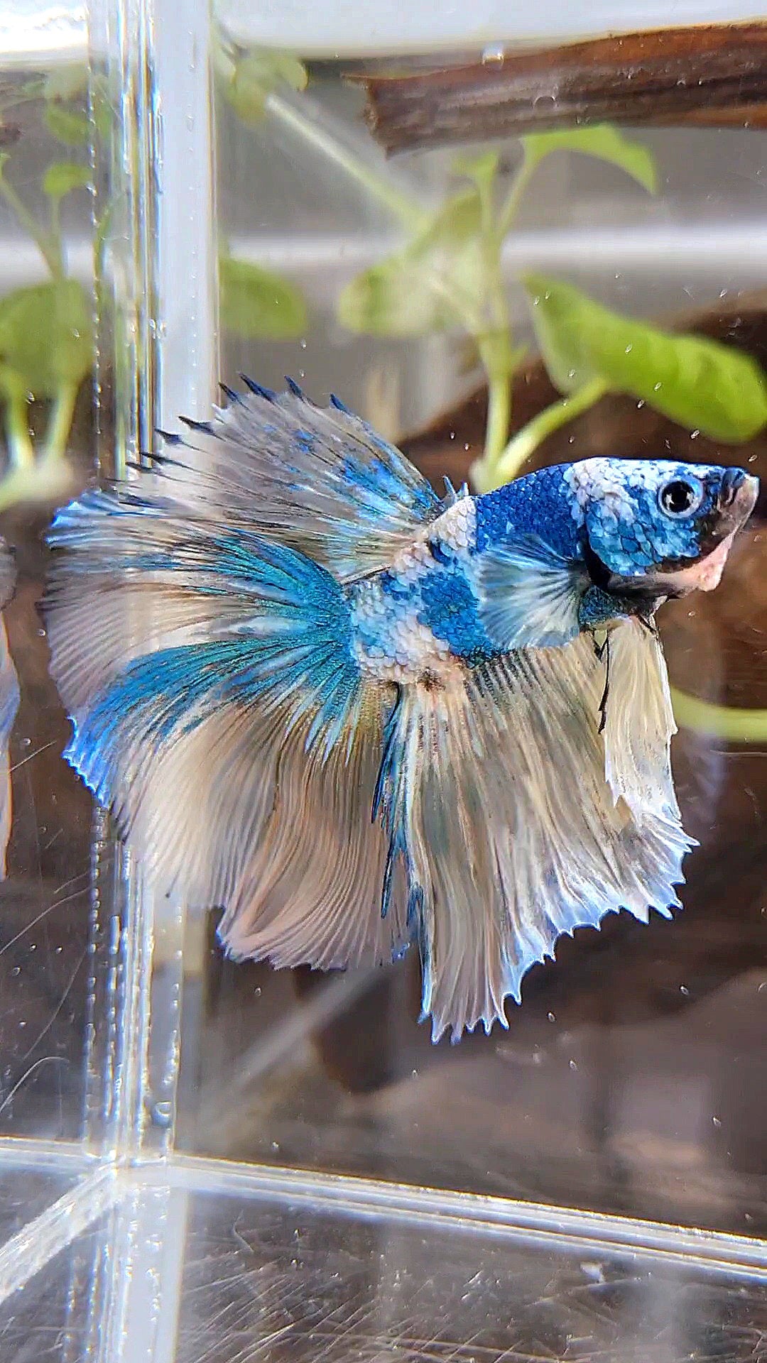 HALFMOON ROSETAIL YELLOW FANCY BLUE MARBLE MULTICOLOR BETTA FISH minus warts