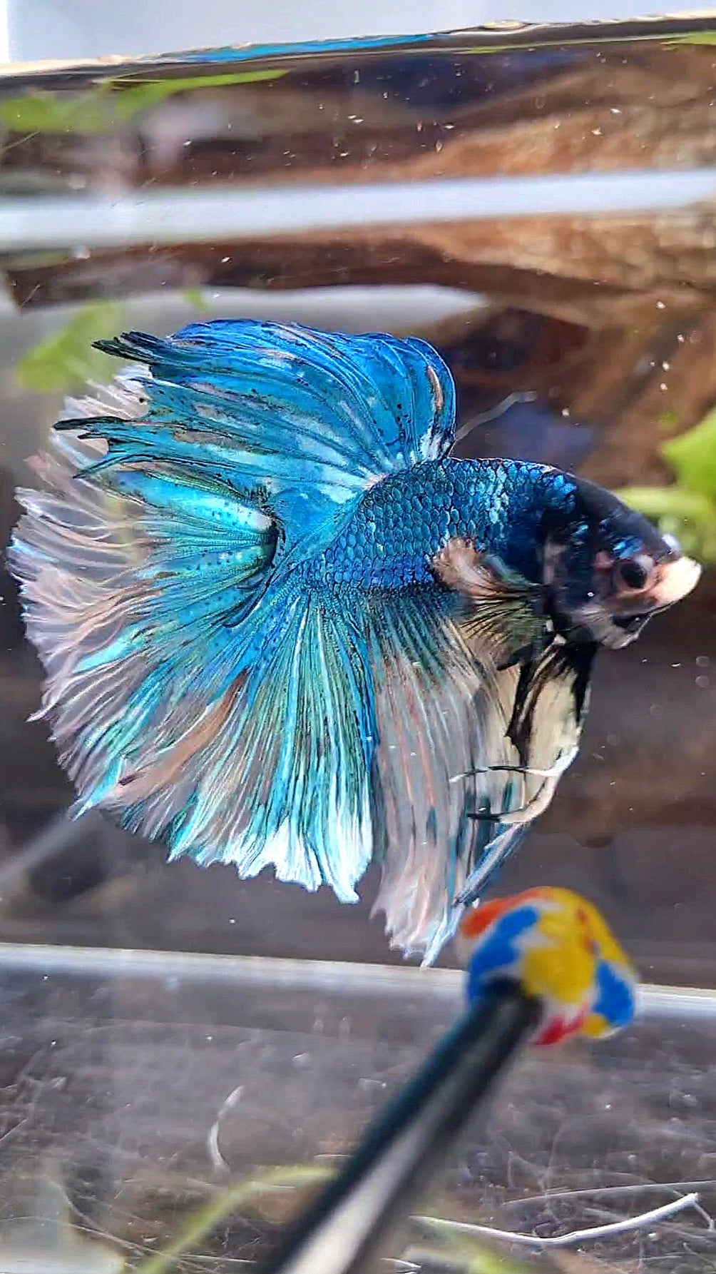 HALFMOON OVER ROSETAIL YELLOW BLUE MARBLE FANCY MULTICOLOR BETTA FISH