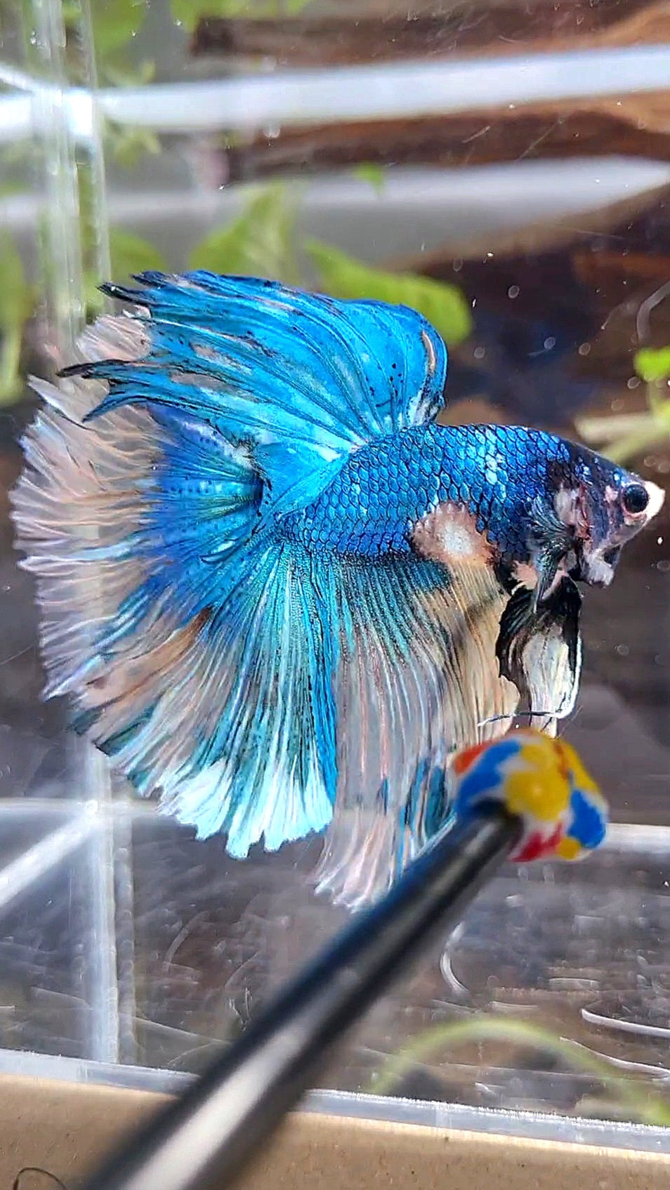 HALFMOON OVER ROSETAIL YELLOW BLUE MARBLE FANCY MULTICOLOR BETTA FISH