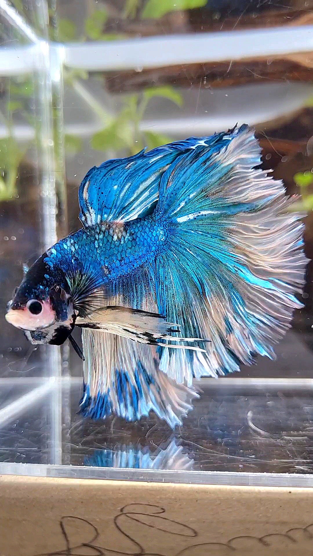 HALFMOON OVER ROSETAIL YELLOW BLUE MARBLE FANCY MULTICOLOR BETTA FISH