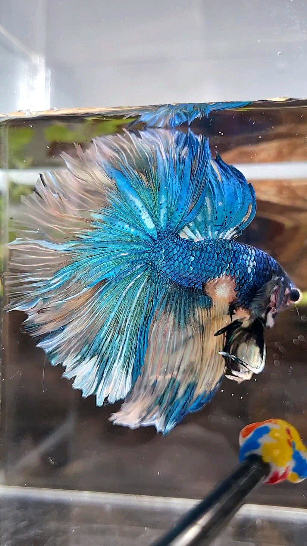 HALFMOON OVER ROSETAIL YELLOW BLUE MARBLE FANCY MULTICOLOR BETTA FISH