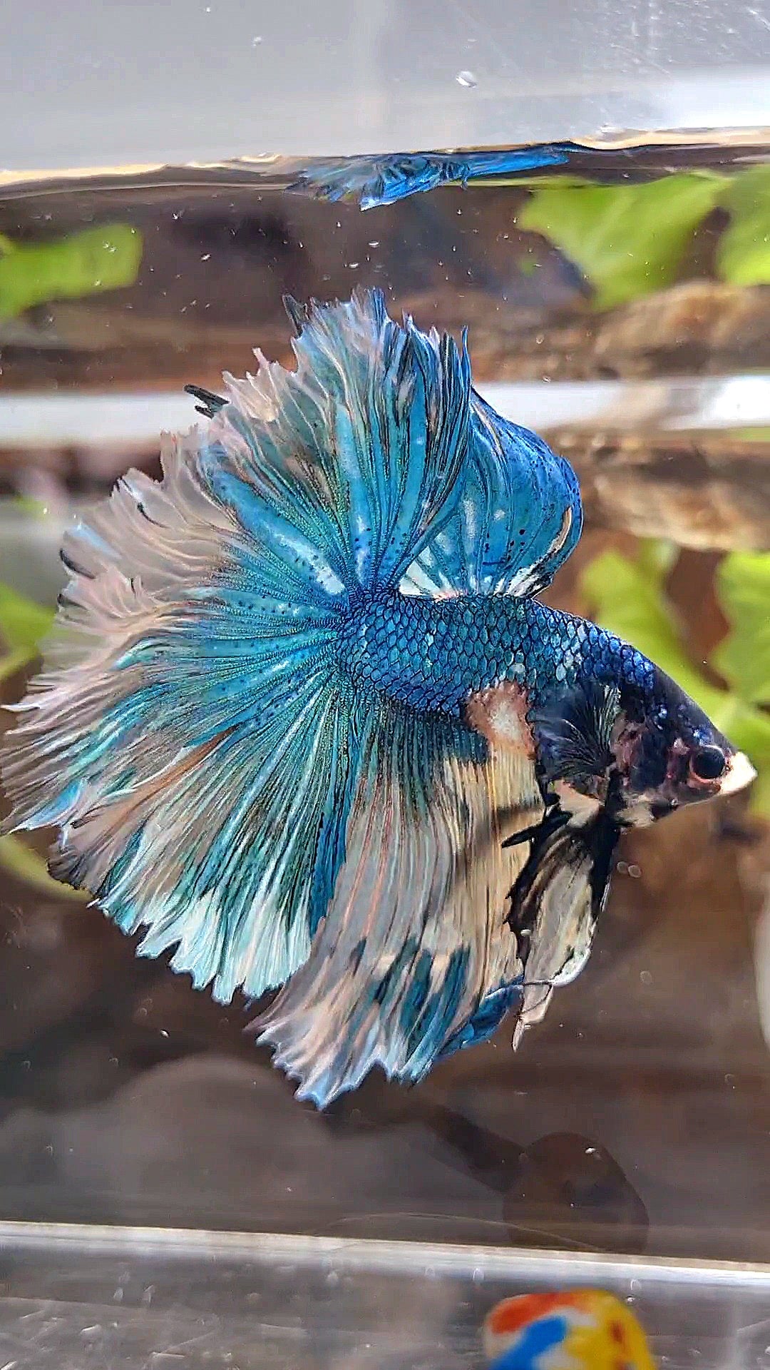 HALFMOON OVER ROSETAIL YELLOW BLUE MARBLE FANCY MULTICOLOR BETTA FISH