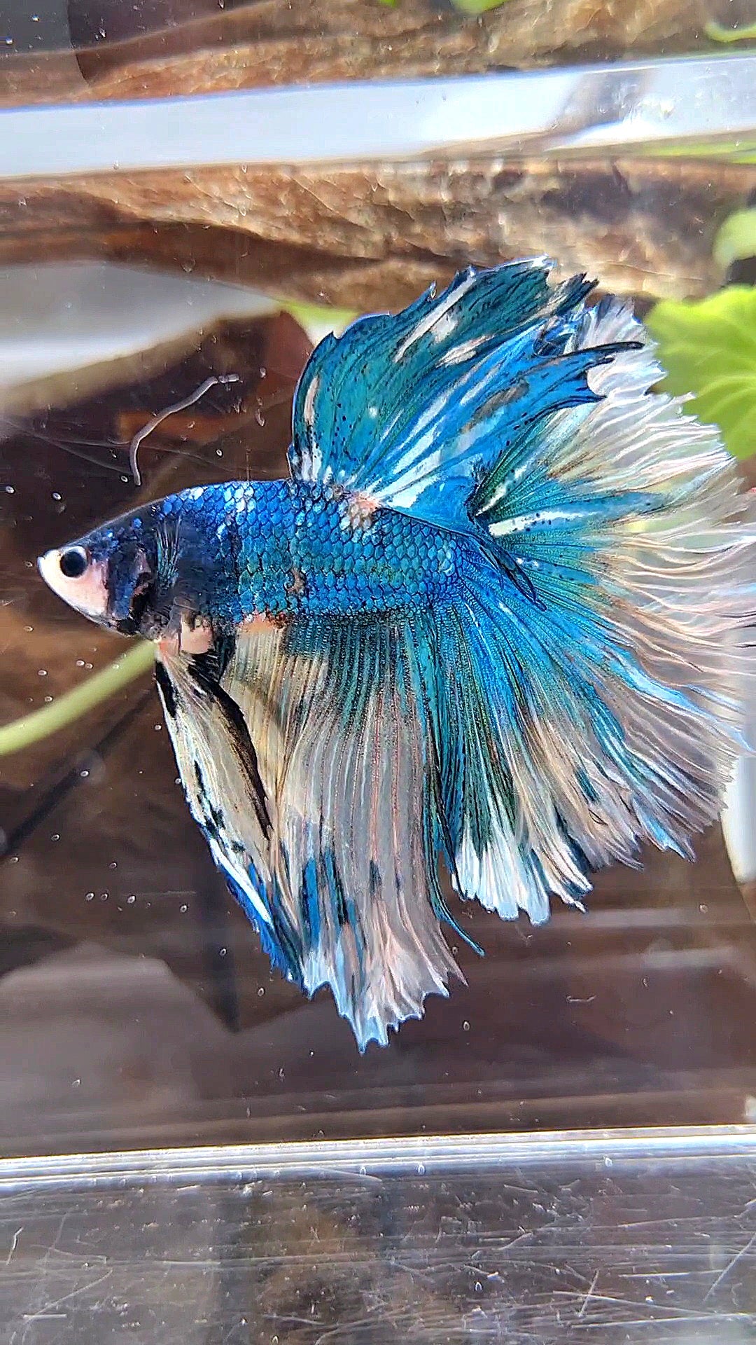 HALFMOON OVER ROSETAIL YELLOW BLUE MARBLE FANCY MULTICOLOR BETTA FISH