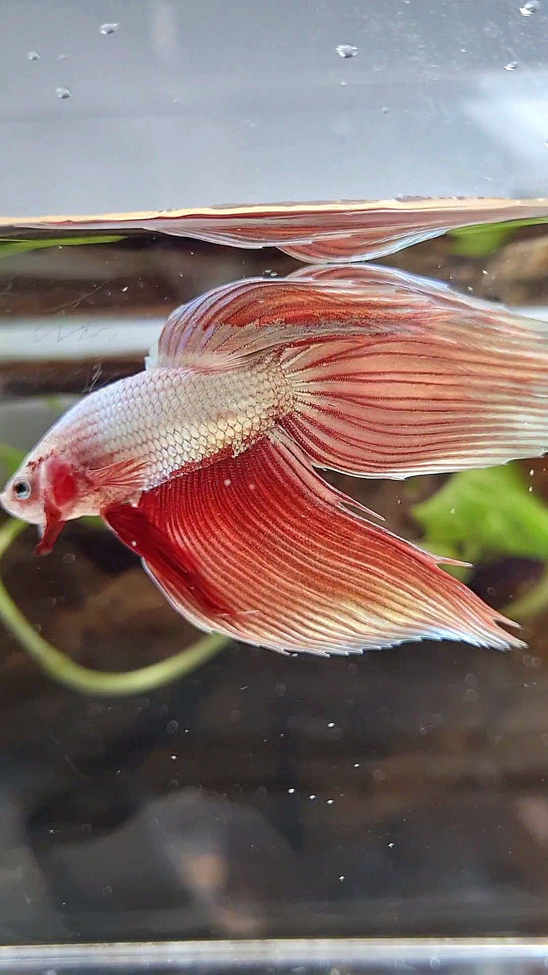 VEILTAIL ROSEGOLD DRAGON BETTA FISH