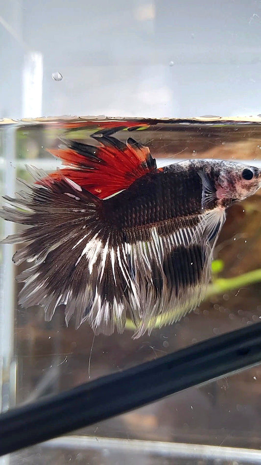 HALFMOON ROSETAIL BLACKSERIES RED DORSAL BETTA FISH