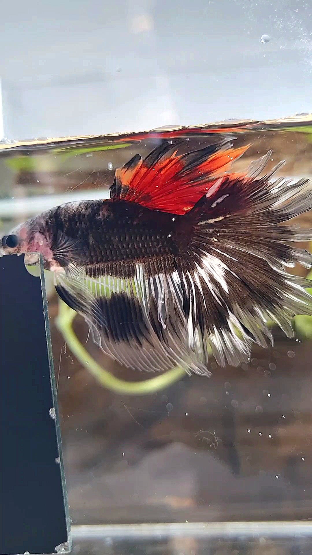 HALFMOON ROSETAIL BLACKSERIES RED DORSAL BETTA FISH