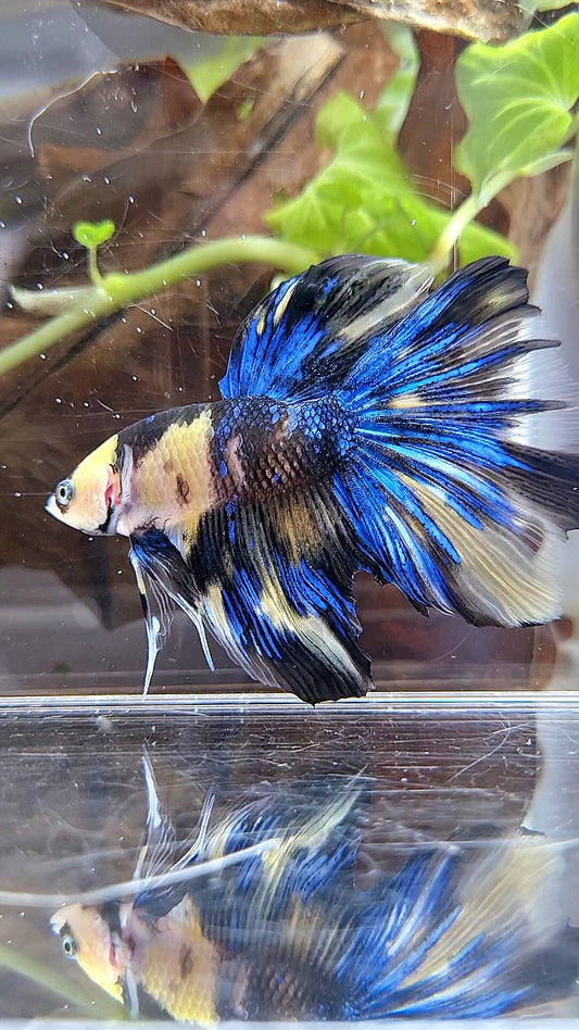 HALFMOON YELLOW KOI GALAXY BLUE MULTICOLOR BETTA FISH