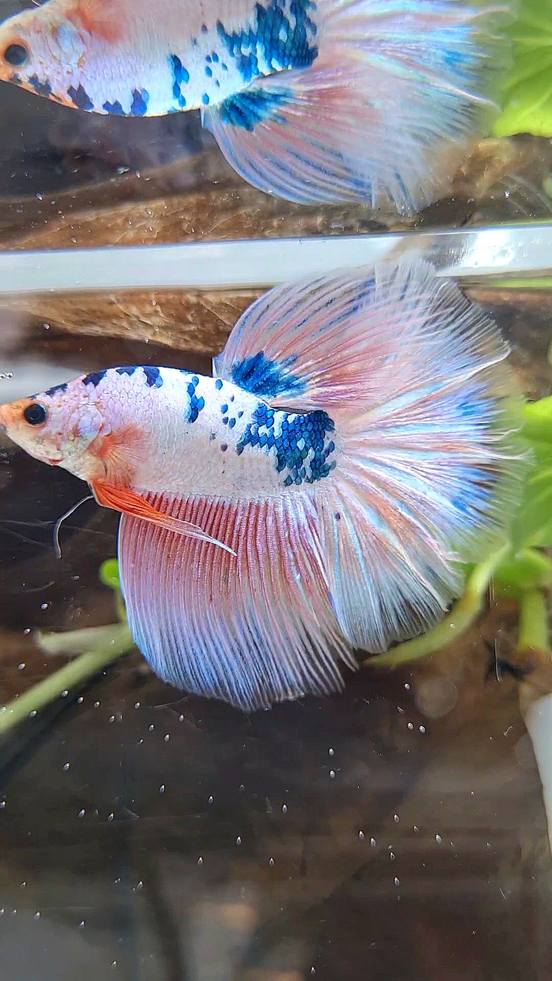 HALFMOON ROSETAIL PINK FLAMINGGO BLUE DOTS MARBLE BETTA FISH