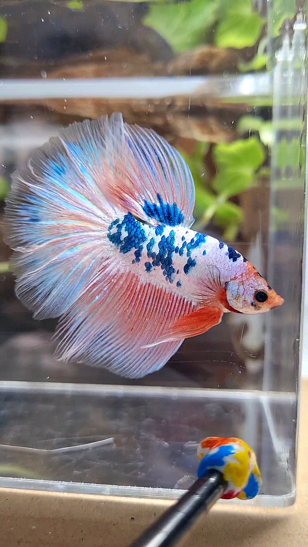 HALFMOON ROSETAIL PINK FLAMINGGO BLUE DOTS MARBLE BETTA FISH