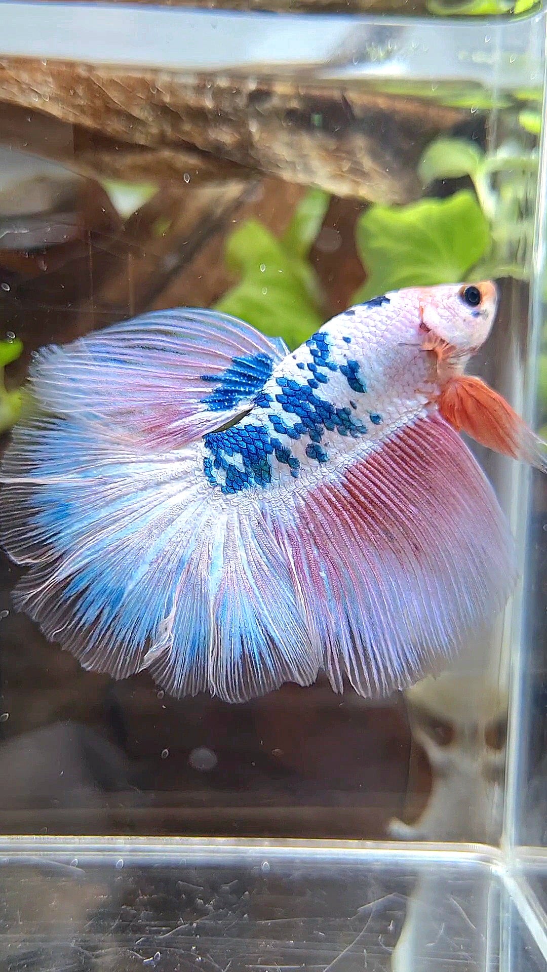 HALFMOON ROSETAIL PINK FLAMINGGO BLUE DOTS MARBLE BETTA FISH
