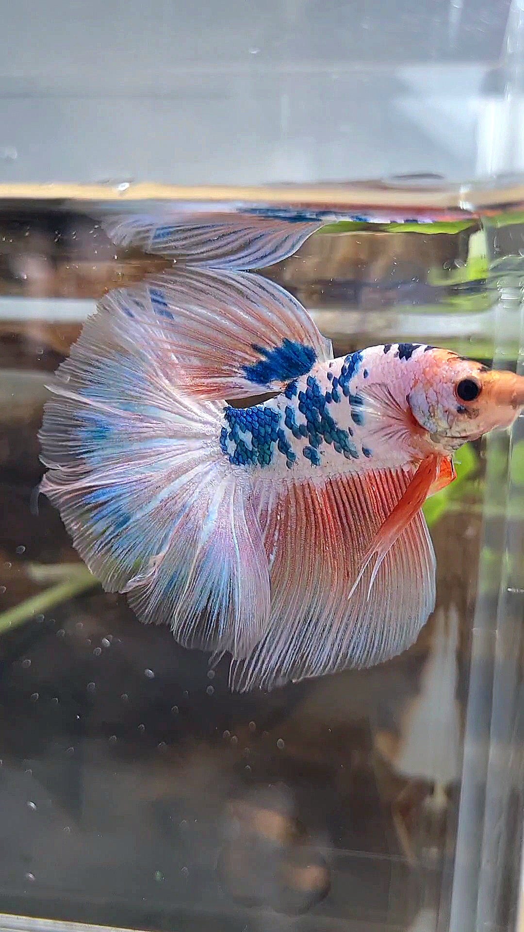 HALFMOON ROSETAIL PINK FLAMINGGO BLUE DOTS MARBLE BETTA FISH