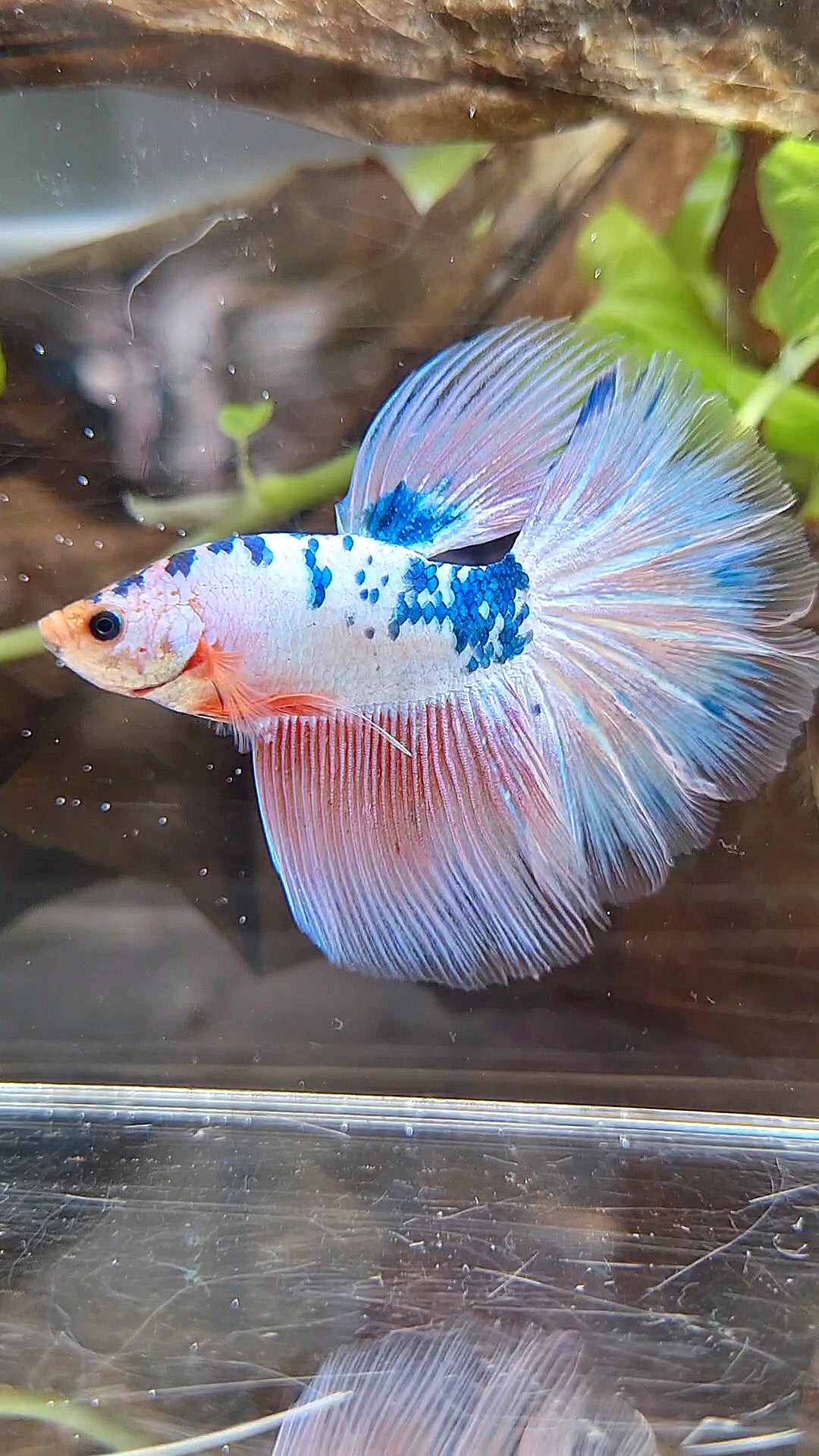HALFMOON ROSETAIL PINK FLAMINGGO BLUE DOTS MARBLE BETTA FISH