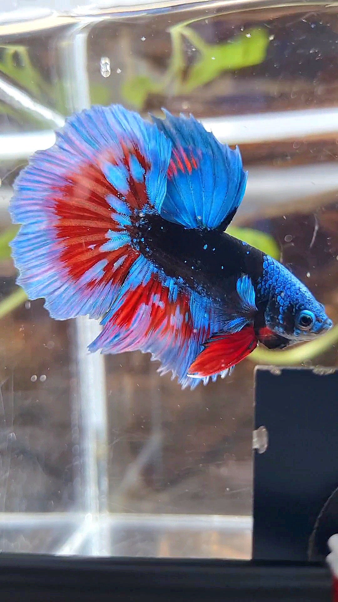 LUXURY HALFMOON BLACK SAPPHIRE AVATAR BLUE BETTA FISH