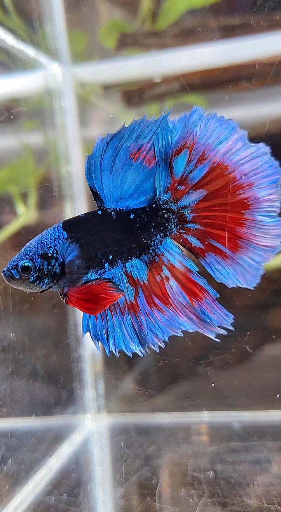 LUXURY HALFMOON BLACK SAPPHIRE AVATAR BLUE BETTA FISH