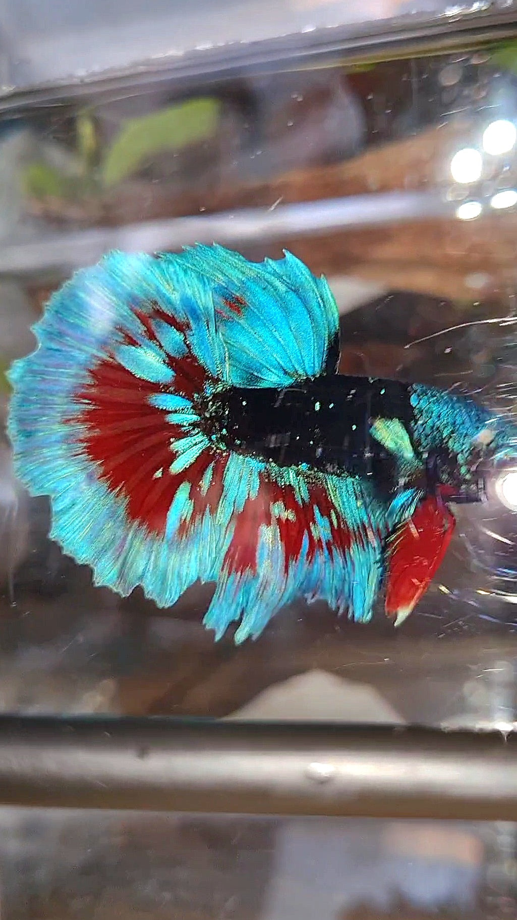 LUXURY HALFMOON BLACK SAPPHIRE AVATAR BLUE BETTA FISH