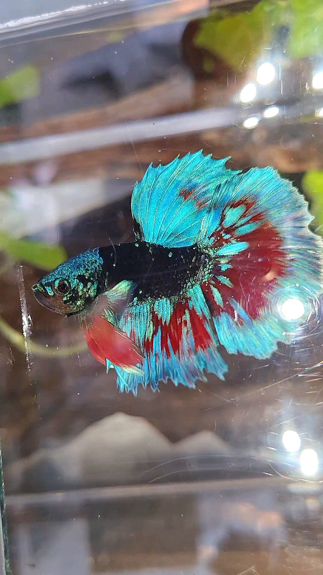 LUXURY HALFMOON BLACK SAPPHIRE AVATAR BLUE BETTA FISH