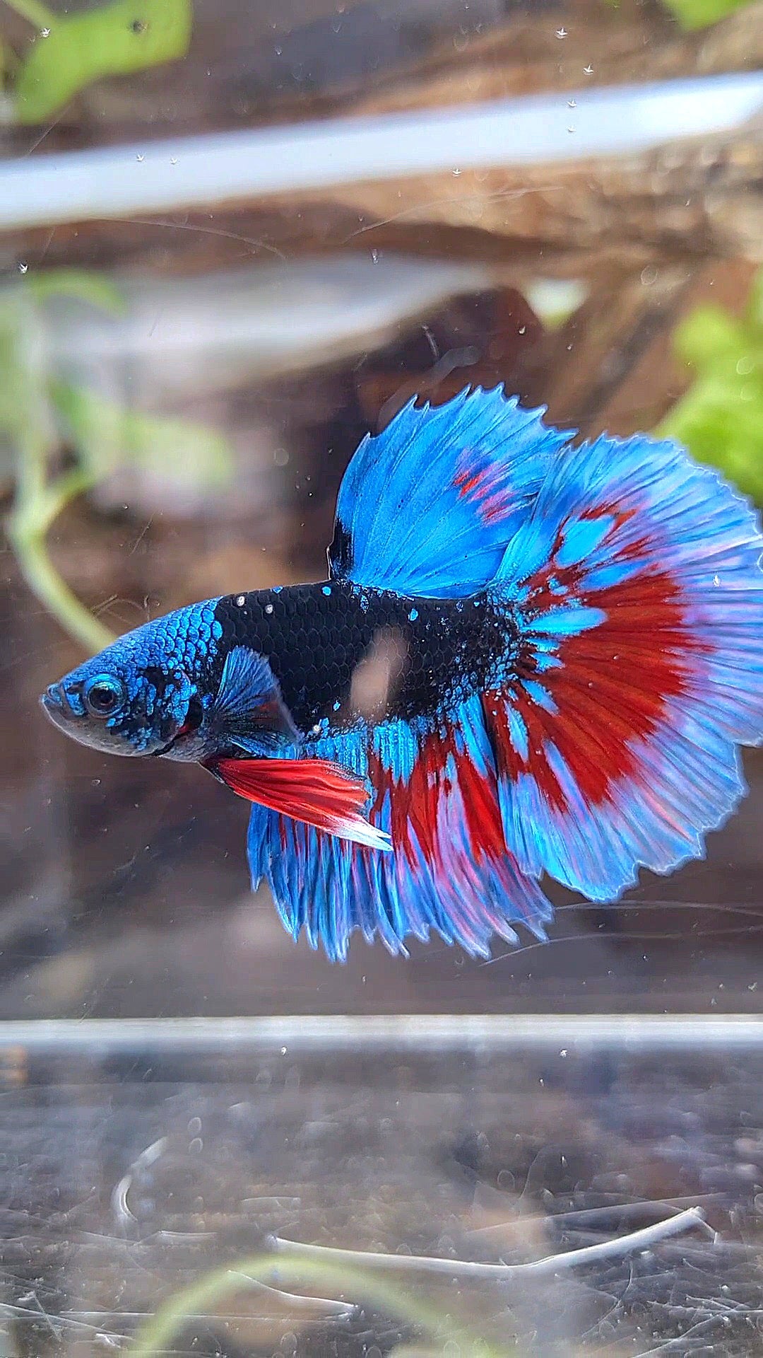LUXURY HALFMOON BLACK SAPPHIRE AVATAR BLUE BETTA FISH
