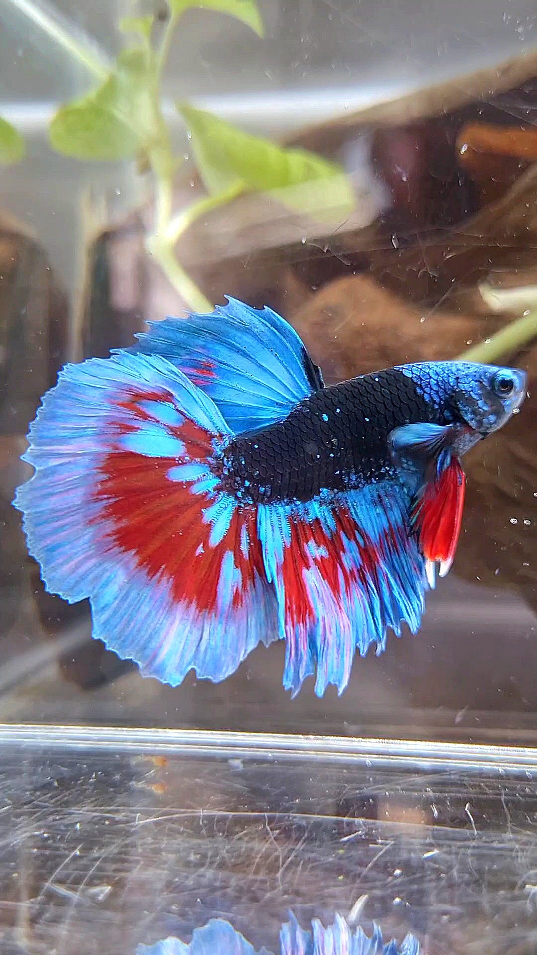 LUXURY HALFMOON BLACK SAPPHIRE AVATAR BLUE BETTA FISH