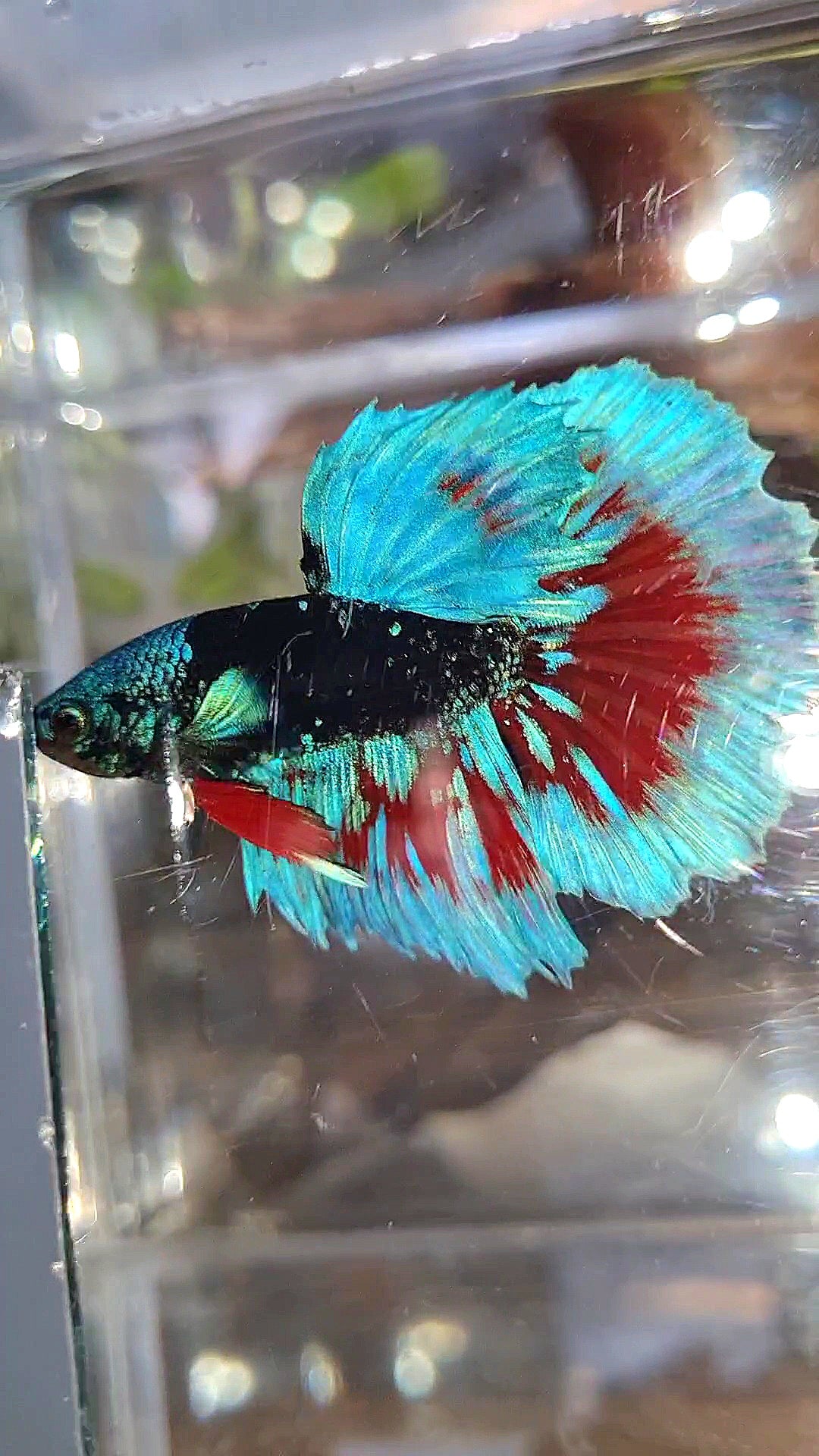 LUXURY HALFMOON BLACK SAPPHIRE AVATAR BLUE BETTA FISH
