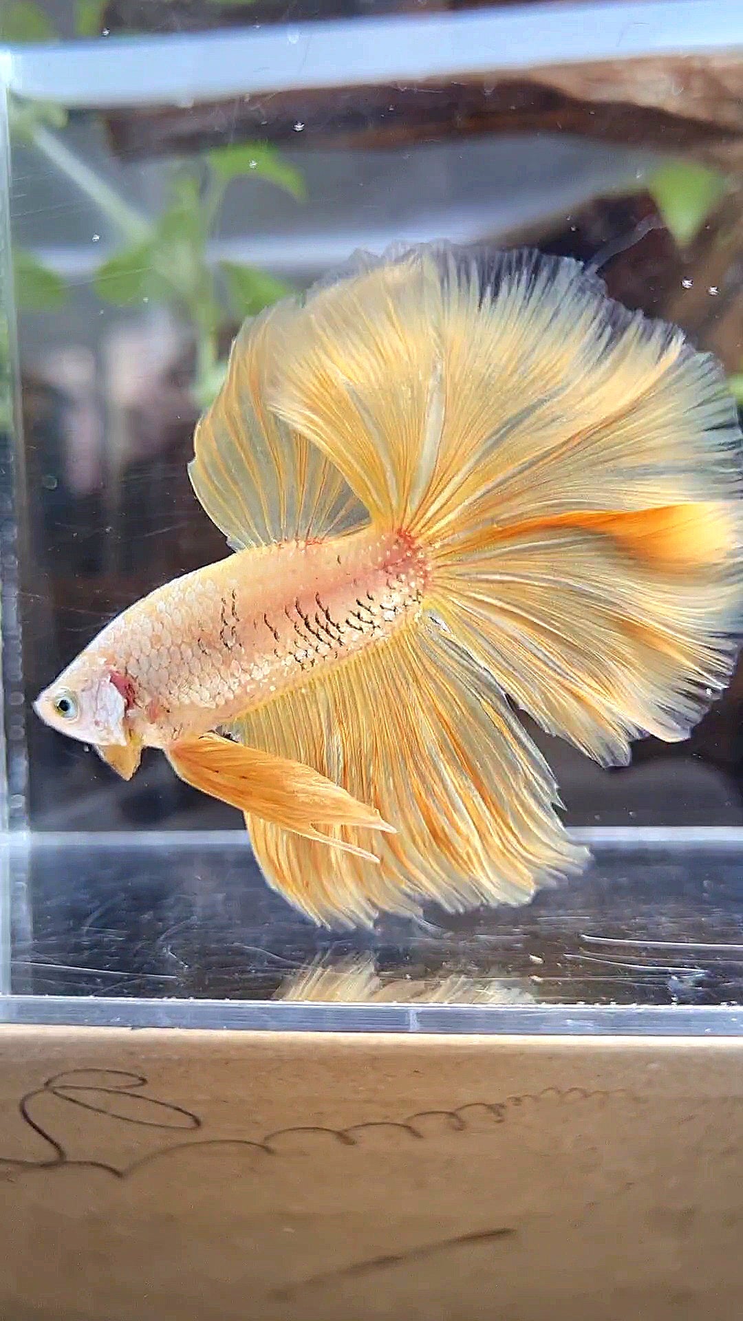 HALFMOON ROSETAIL YELLOW GOLD DRAGON BETTA FISH
