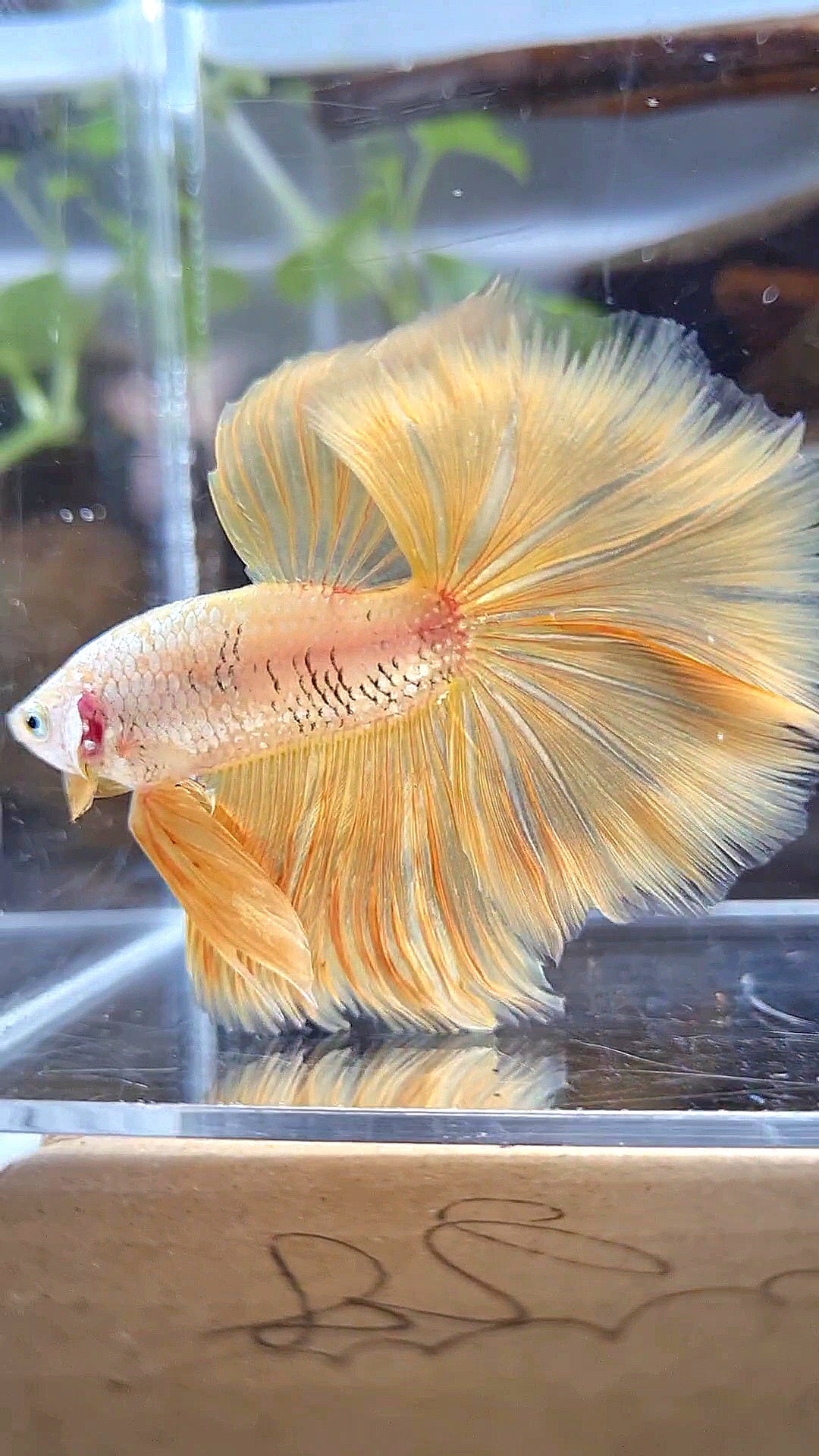 HALFMOON ROSETAIL YELLOW GOLD DRAGON BETTA FISH
