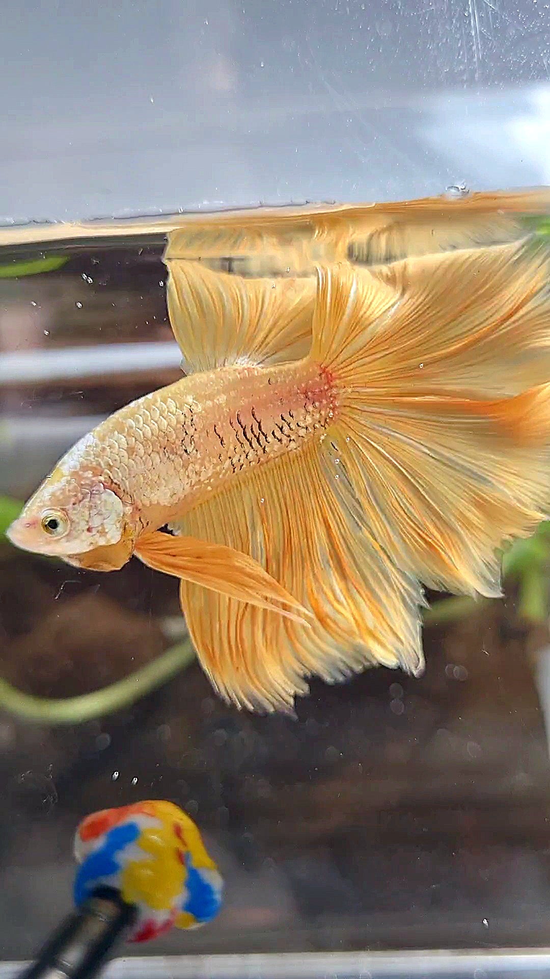 HALFMOON ROSETAIL YELLOW GOLD DRAGON BETTA FISH