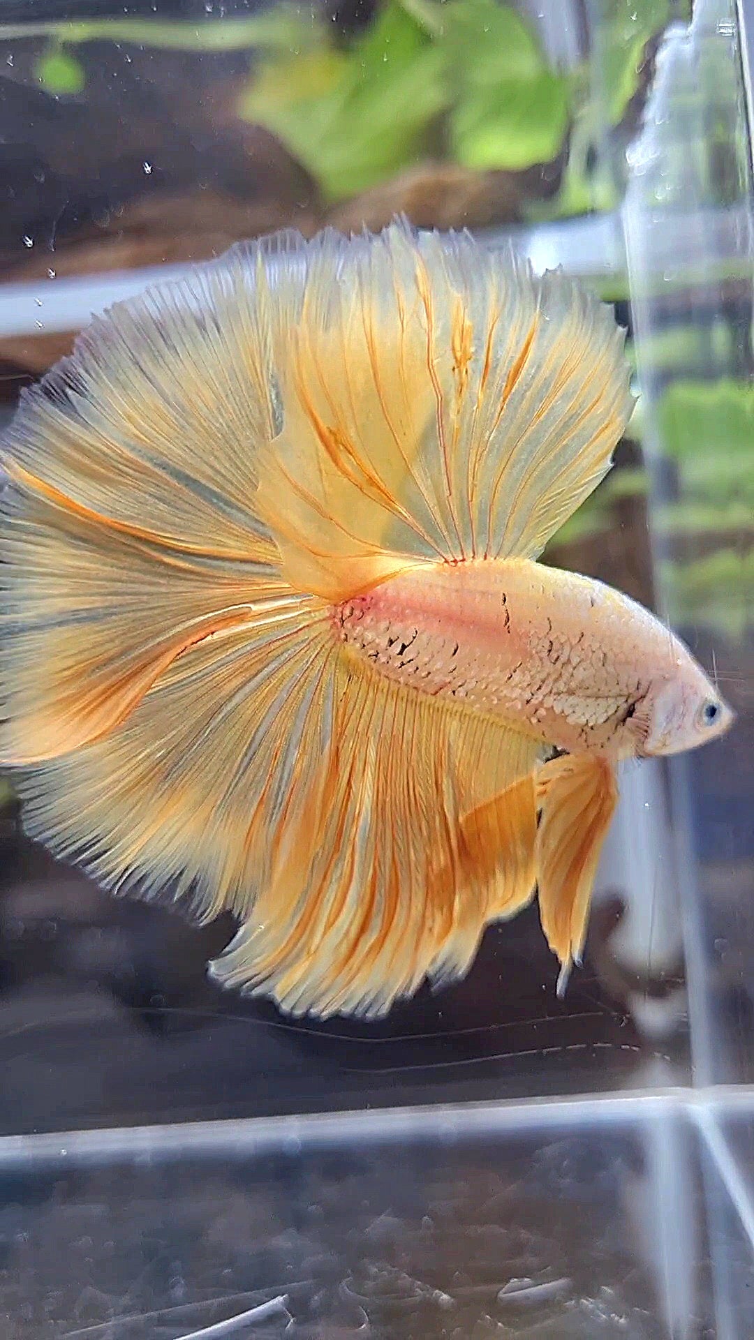HALFMOON ROSETAIL YELLOW GOLD DRAGON BETTA FISH
