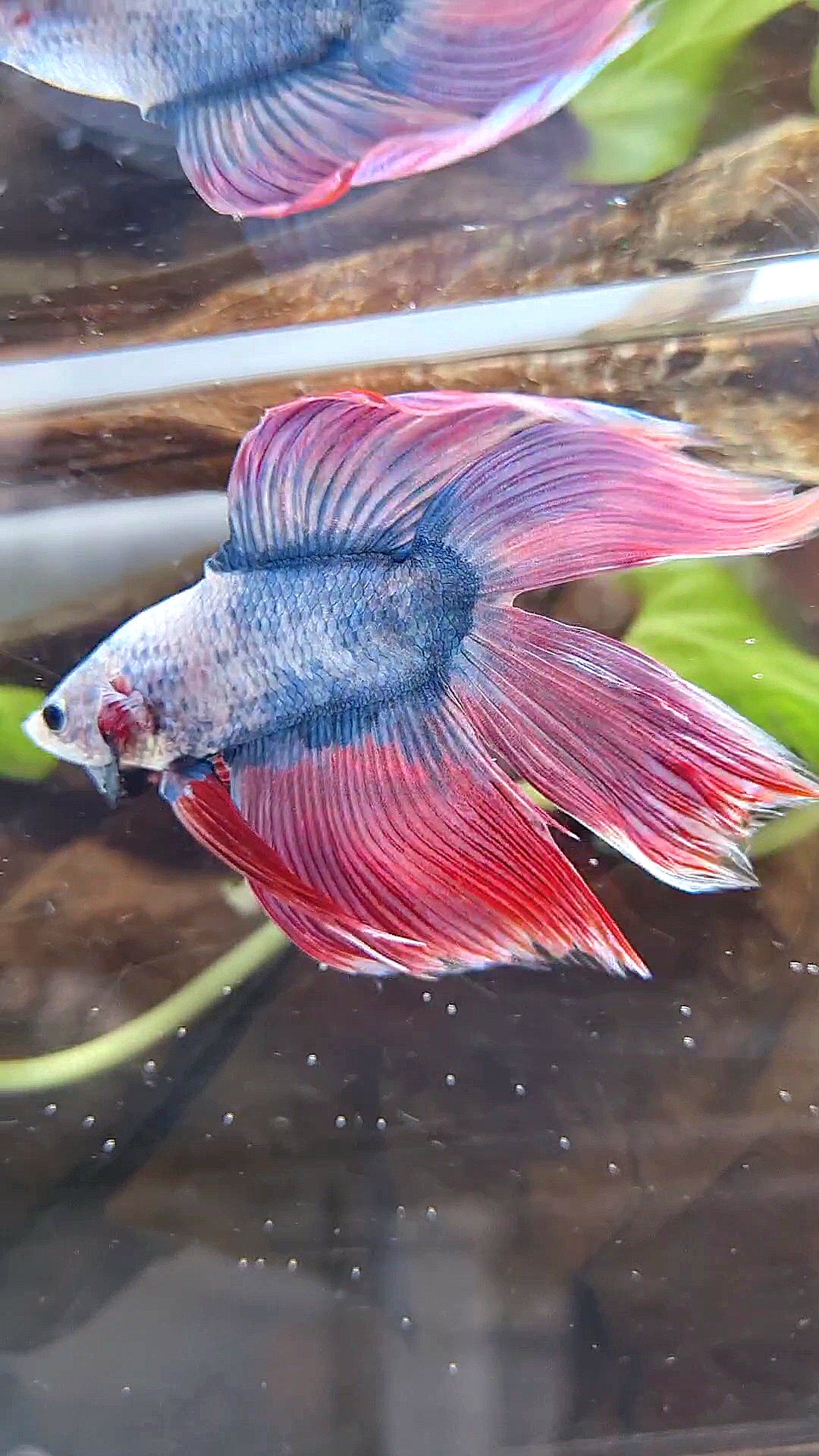 VEILTAIL DOUBLE TAIL PURPLE PINK MASCOT BETTA FISH