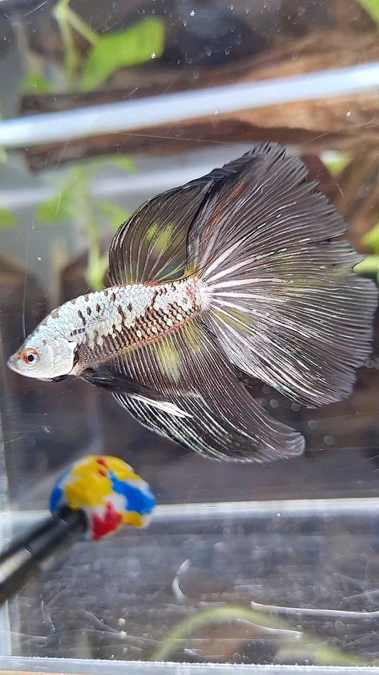 HALFMOON BLACK SAMURAI SNOW MASKING BETTA FISH