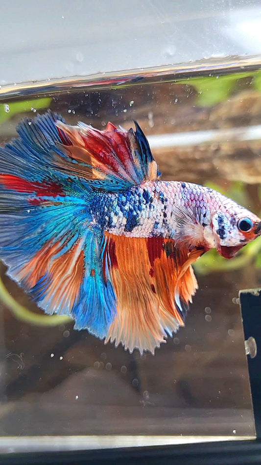HALFMOON ROSETAIL ORANGE BLUE FANCY MULTICOLOR BETTA FISH