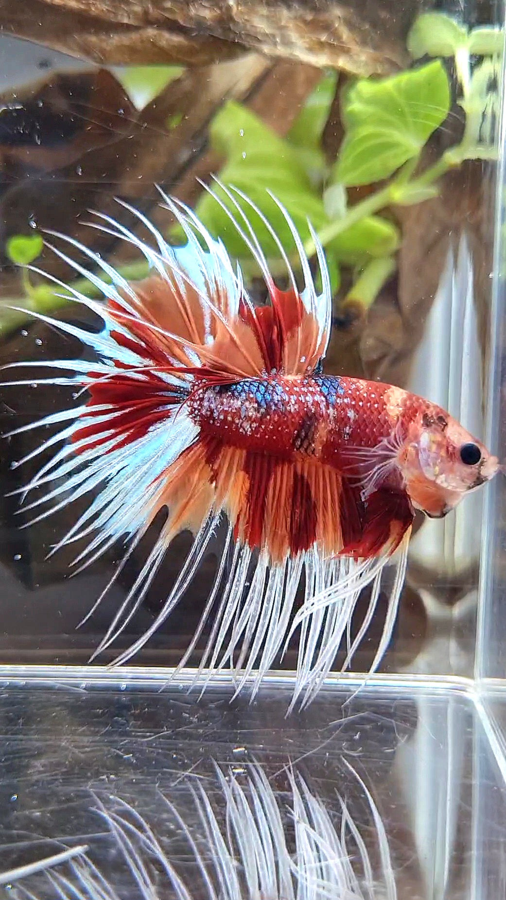 CROWNTAIL METTALIC ORANGE NEMO MULTICOLOR BETTA FISH