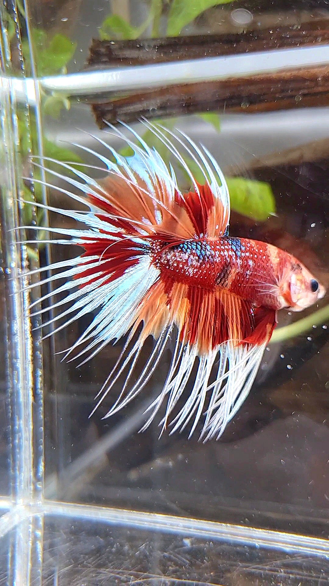 CROWNTAIL METTALIC ORANGE NEMO MULTICOLOR BETTA FISH