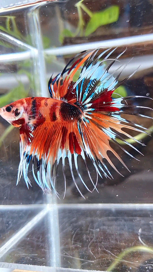CROWNTAIL ORANGE KOI TIGER MULTICOLOR BETTA FISH