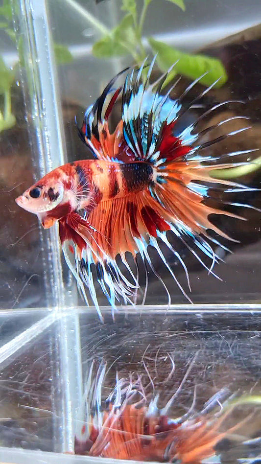 CROWNTAIL ORANGE KOI TIGER MULTICOLOR BETTA FISH