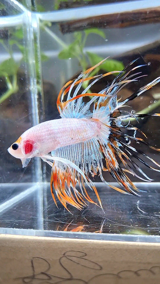 CROWNTAIL ORANGE BLACK RIM FANCY BETTA FISH