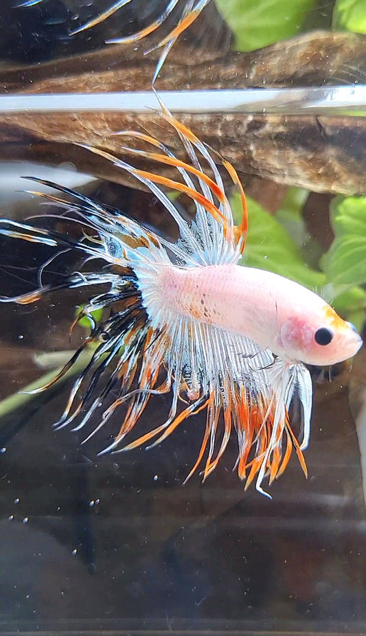 CROWNTAIL ORANGE BLACK RIM FANCY BETTA FISH