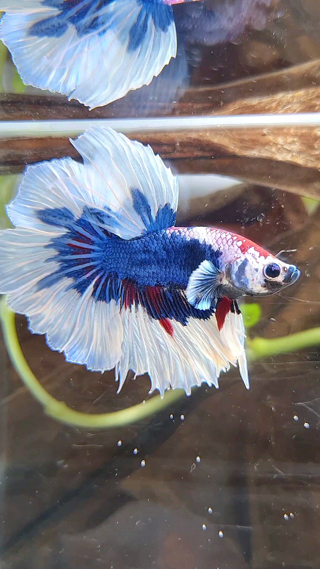 HALFMOON FEATHER TAIL BIG EAR BLUE FANCY PATTERN BETTA FISH