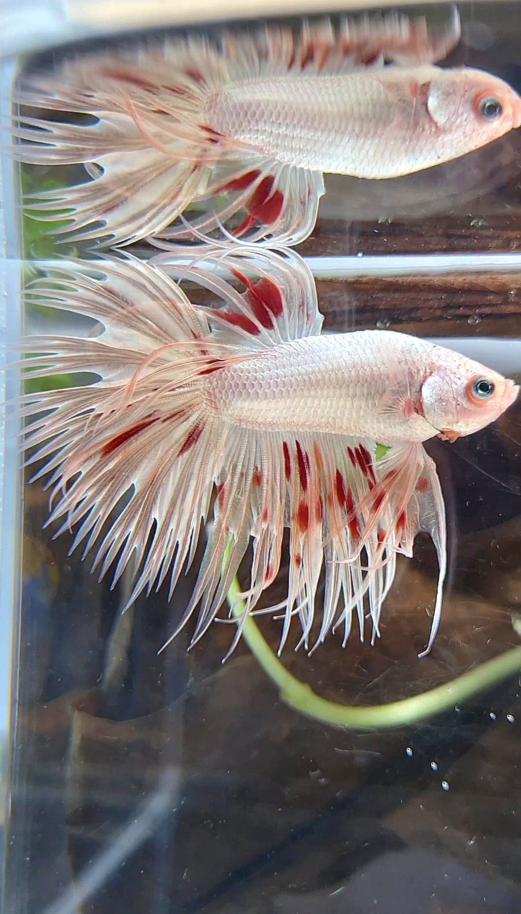 LUXURY CROWNTAIL GOLD ARMAGEDDON BETTA FISH