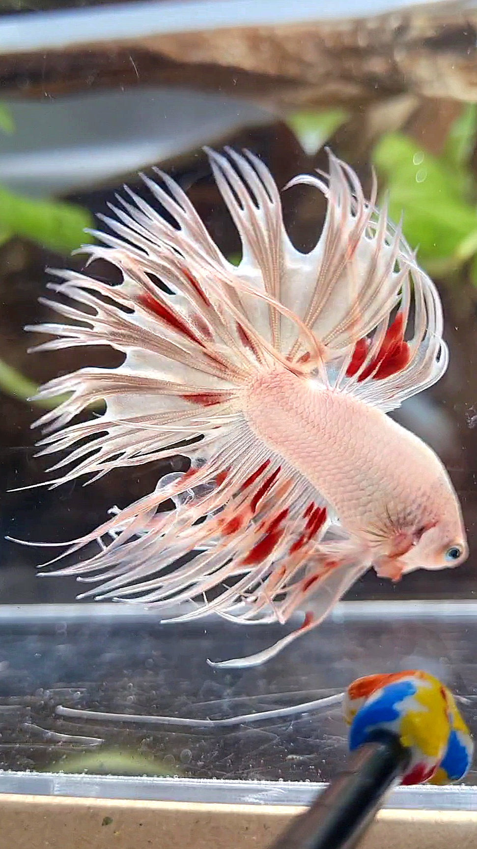 LUXURY CROWNTAIL GOLD ARMAGEDDON BETTA FISH