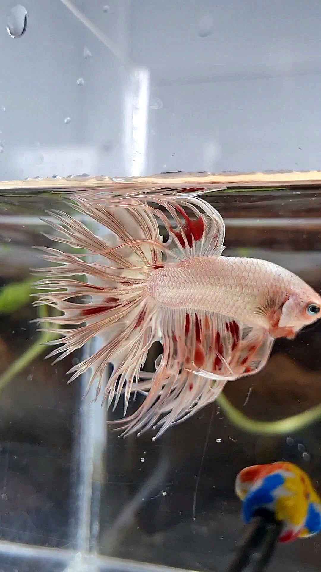 LUXURY CROWNTAIL GOLD ARMAGEDDON BETTA FISH