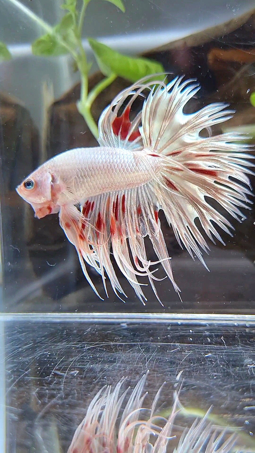 LUXURY CROWNTAIL GOLD ARMAGEDDON BETTA FISH
