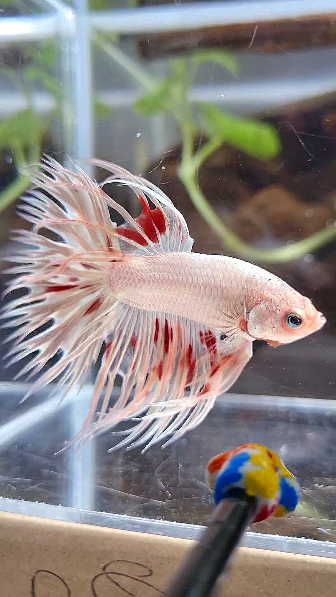 LUXURY CROWNTAIL GOLD ARMAGEDDON BETTA FISH