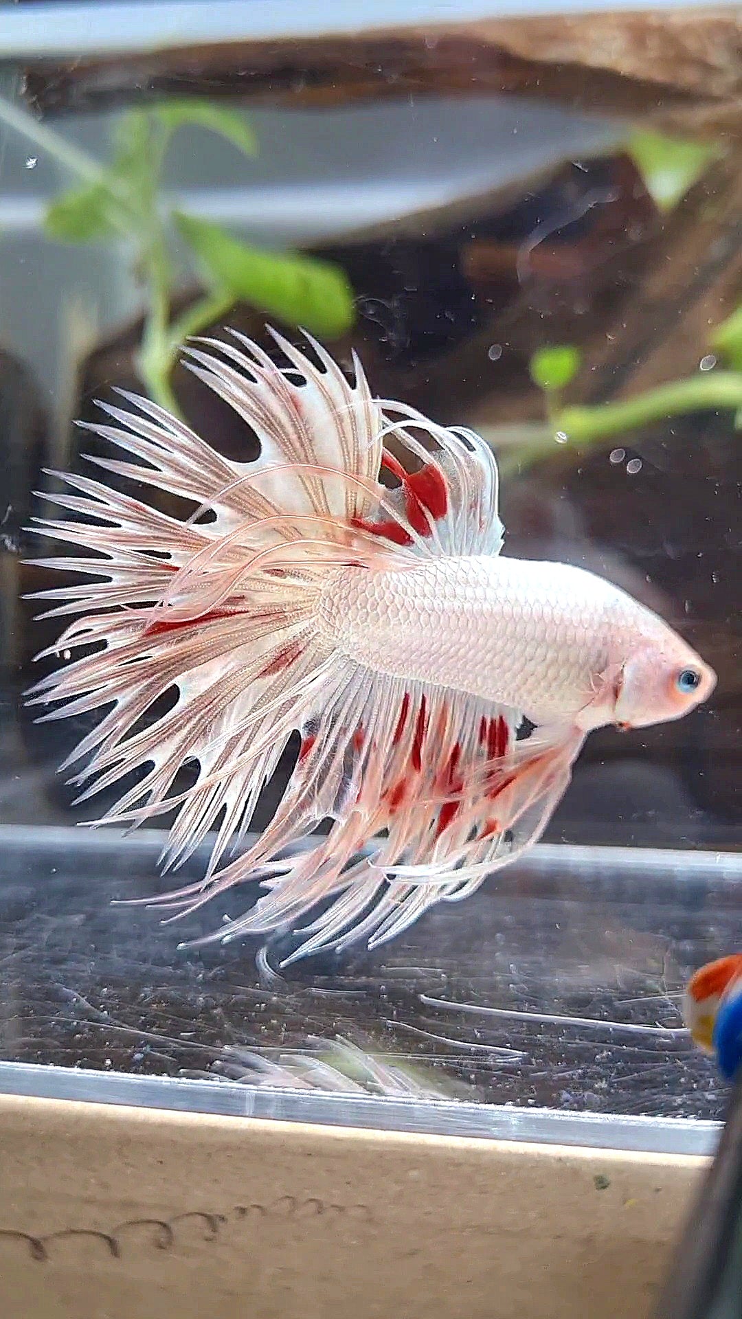 LUXURY CROWNTAIL GOLD ARMAGEDDON BETTA FISH