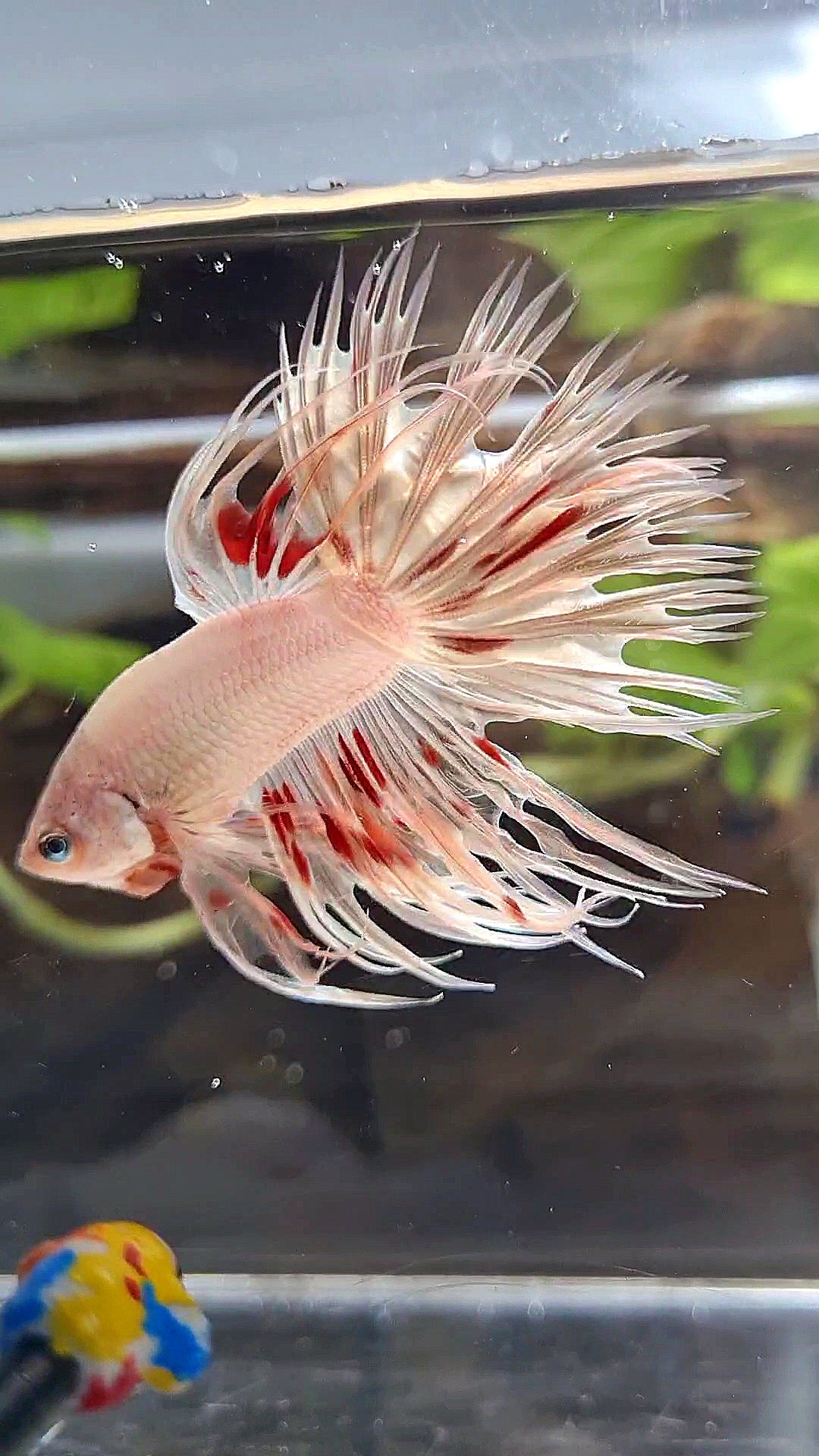 LUXURY CROWNTAIL GOLD ARMAGEDDON BETTA FISH